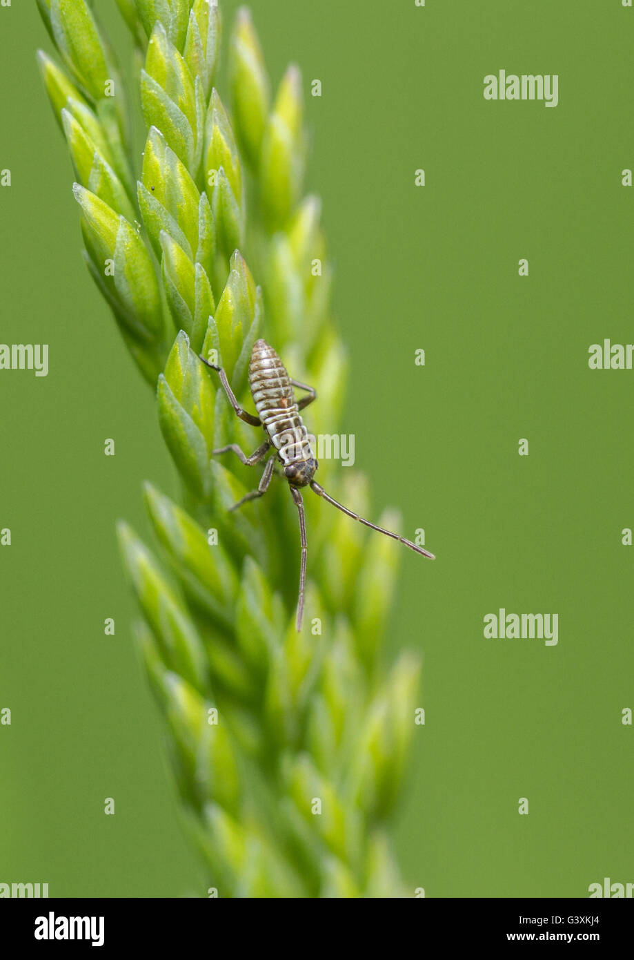 Grass Mirid Bug nymph on grass seedhead Stock Photo Alamy