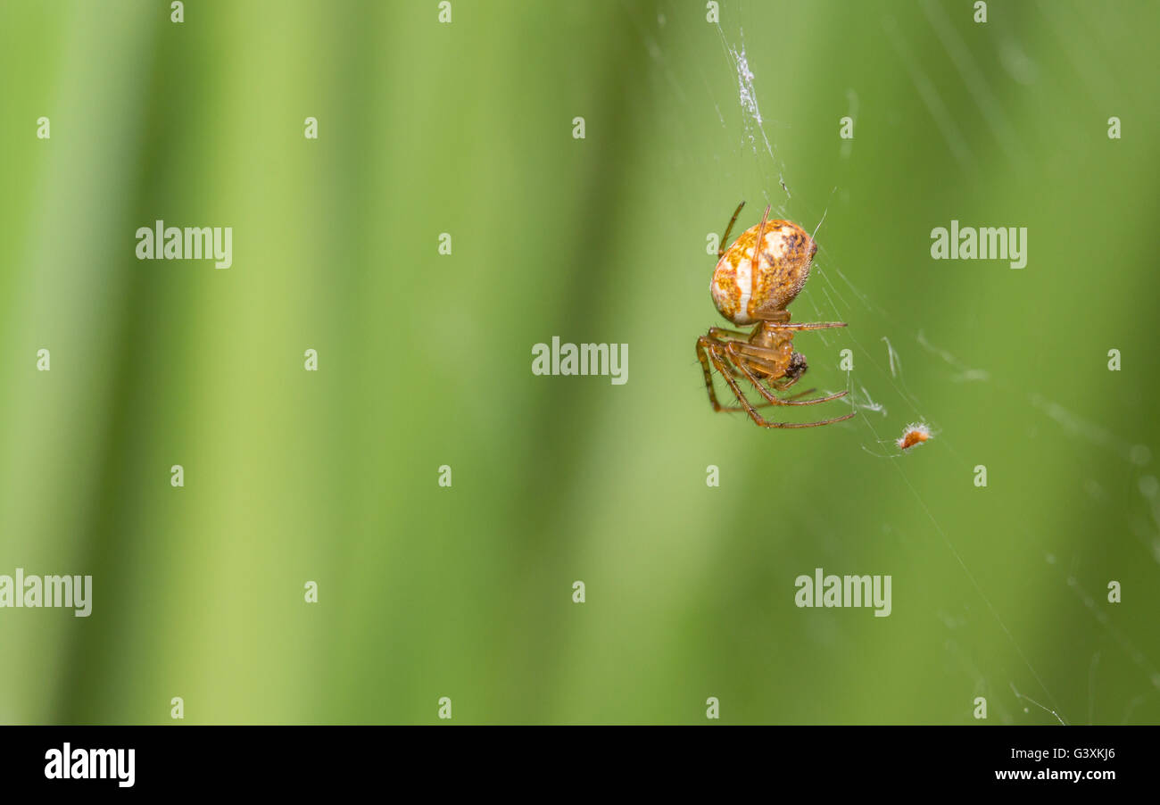 Lesser garden hi-res stock photography and images - Alamy