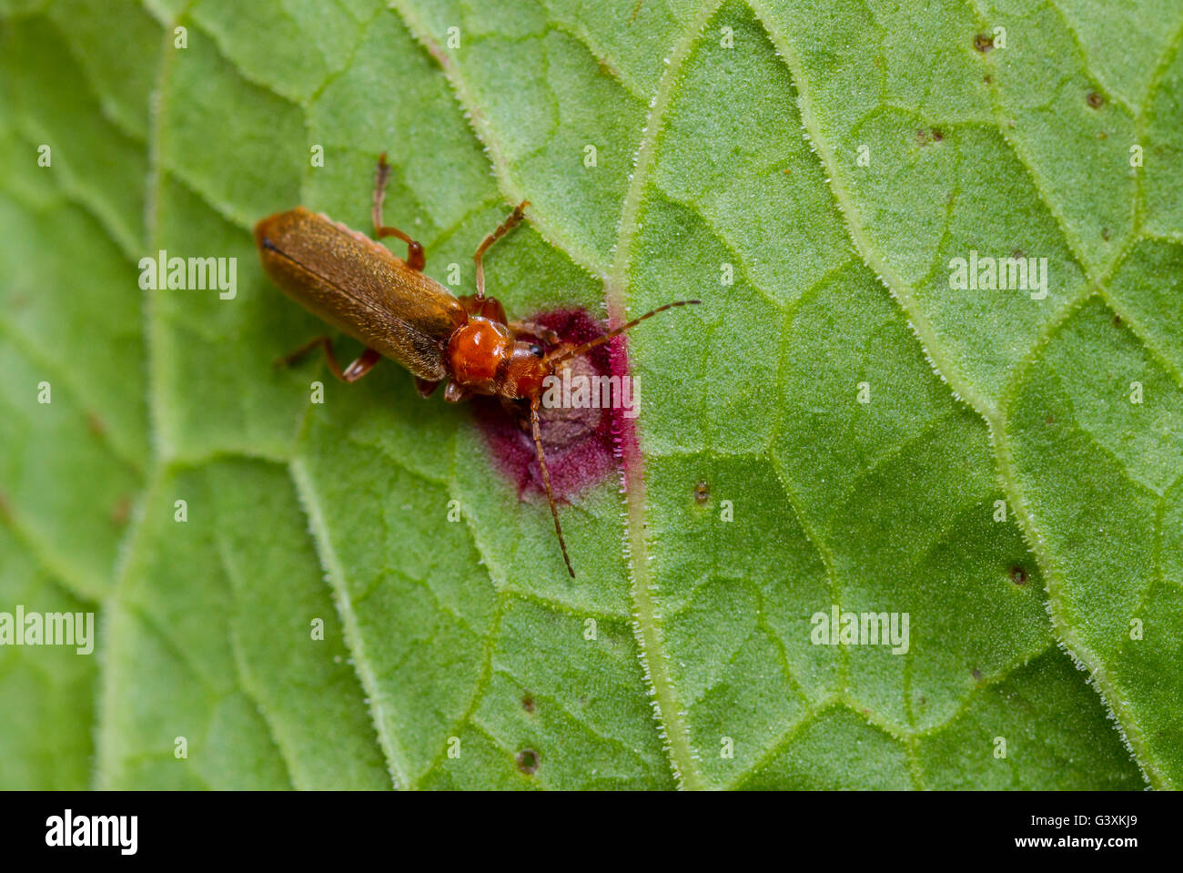 Cantharis species Soldier beetle feeding on a rust fungus on a dock leaf. Stock Photo
