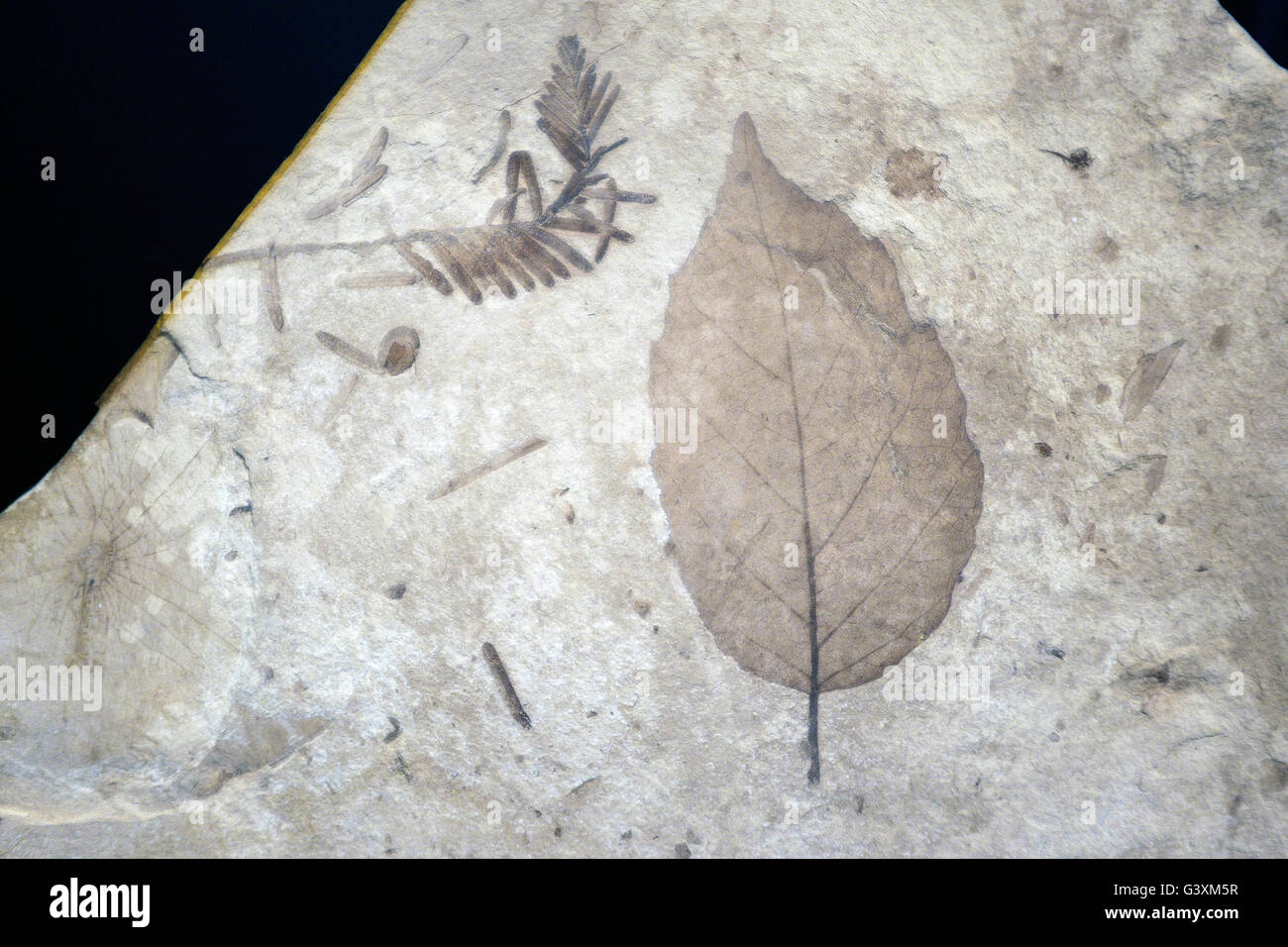 Million year old fossilized leaves in a rock at the John Day Fossil