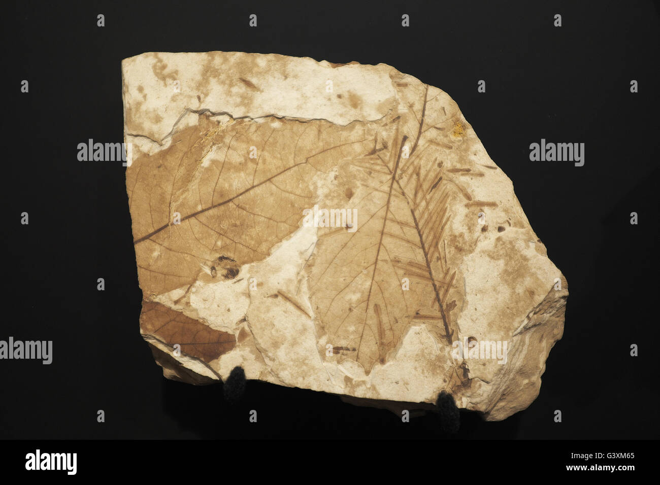Million year old fossilized leaves in a rock at the John Day Fossil