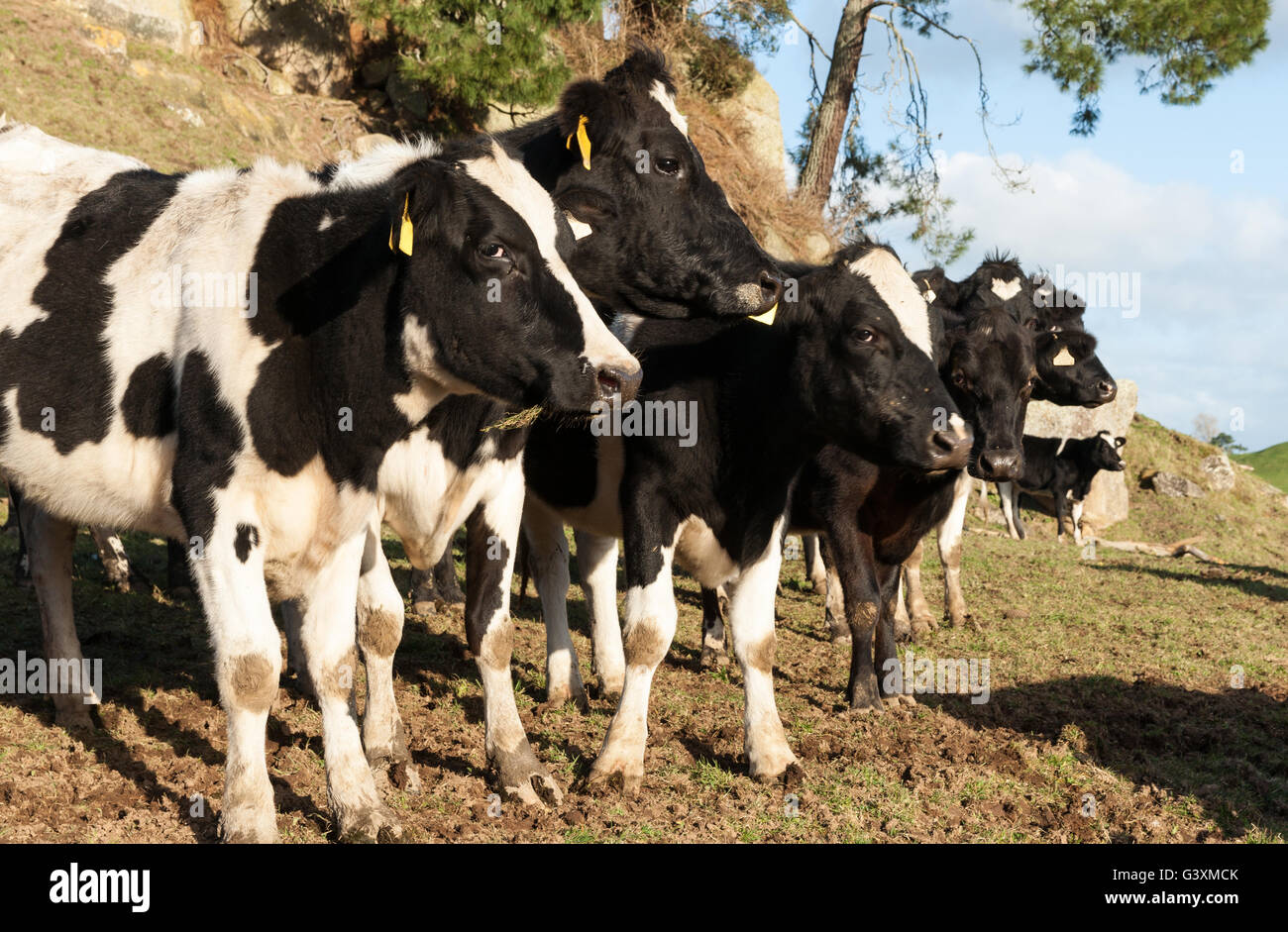 Friesian cows in a row, black and white closeup Stock Photo - Alamy