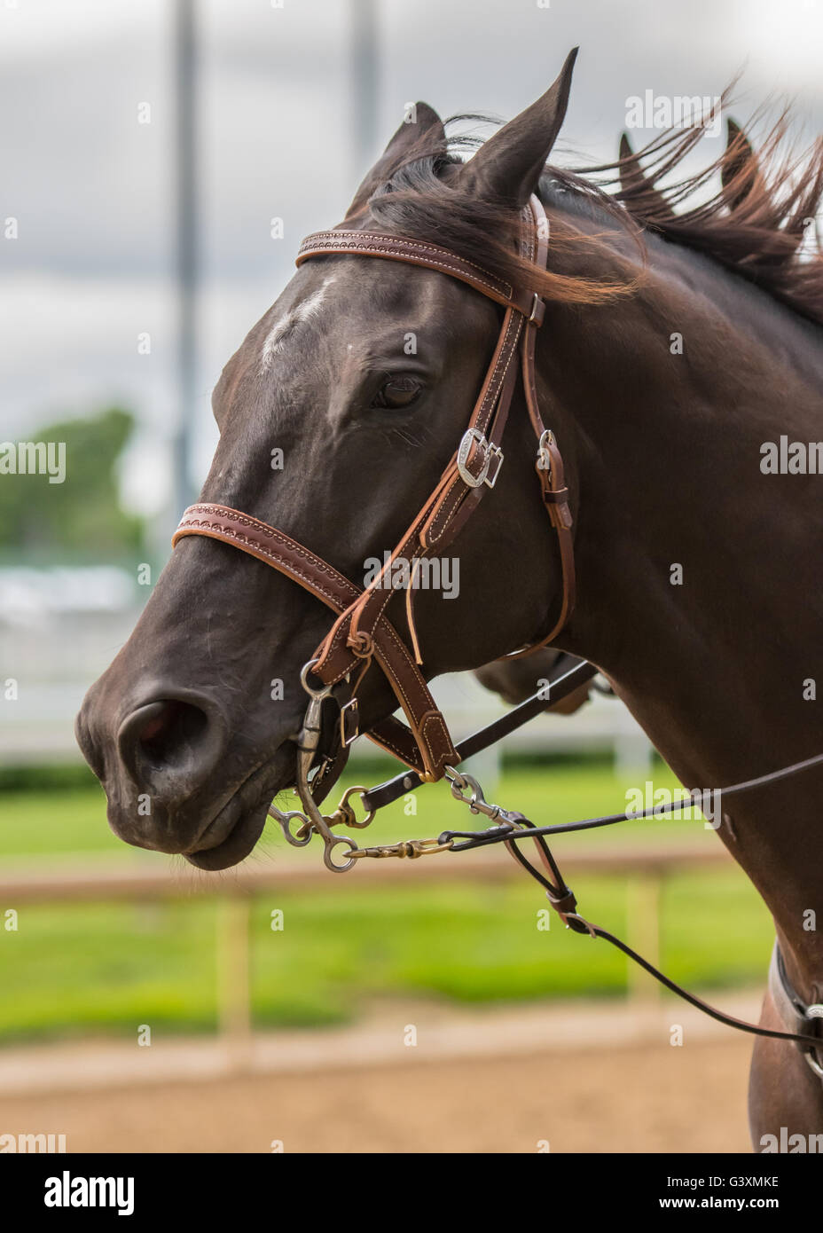 Dark Brown Horse Profile Left wearing leather bridle Stock Photo Alamy