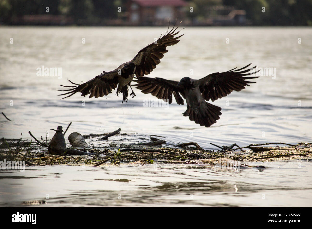 Danube, Serbia - Two hooded crows (Corvus cornix) flying over floating trash Stock Photo