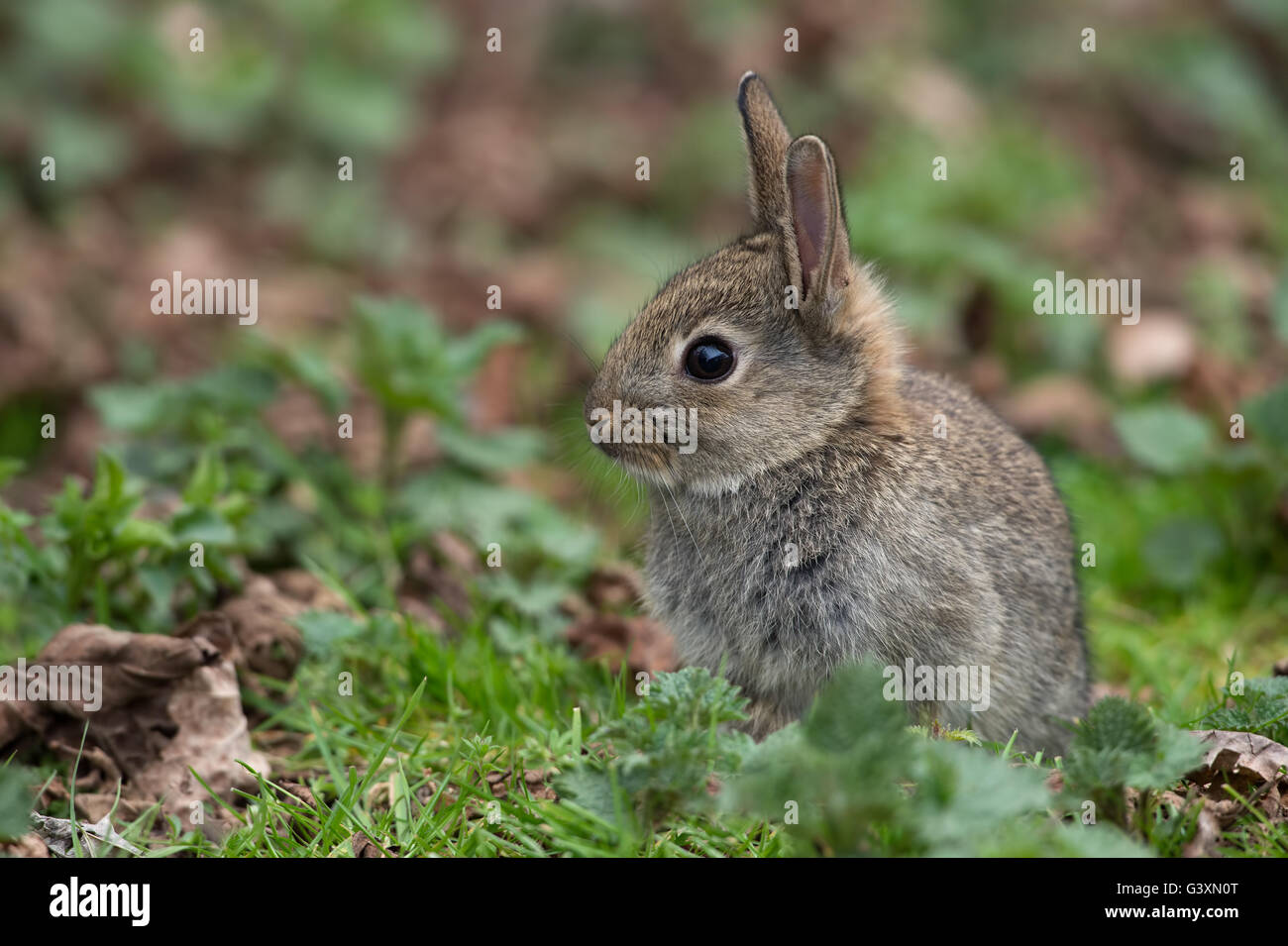 Wild Common Rabbit (Oryctolagus Cuniculus) Stock Photo