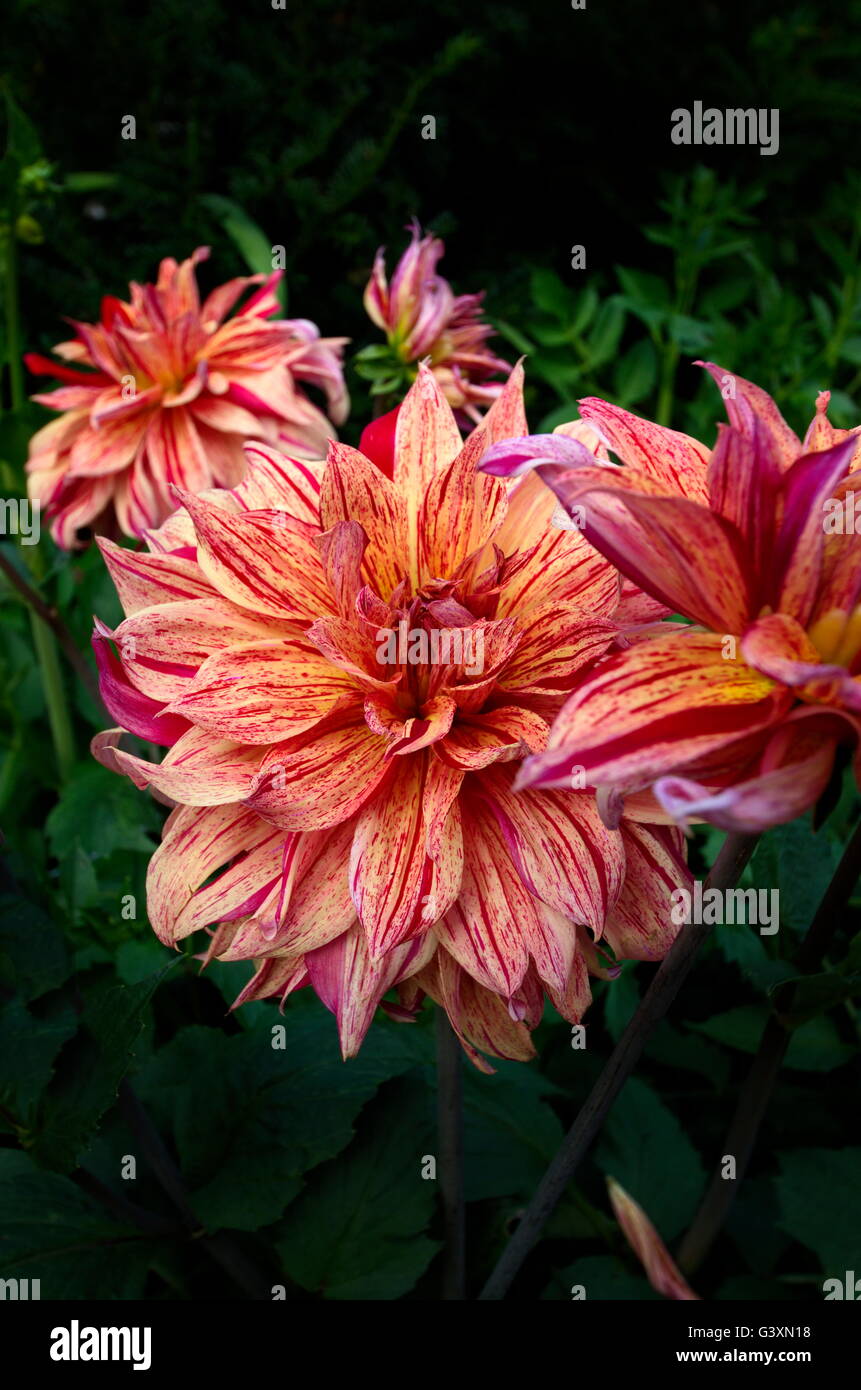 A beautiful bunch of red and orange flecked Dahlias Stock Photo
