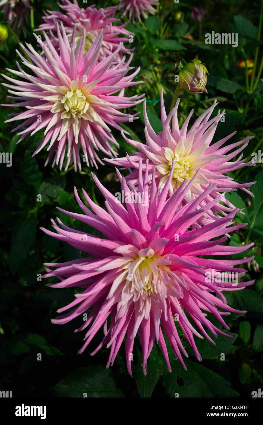 Spiky dahlia dahlias hi-res stock photography and images - Alamy