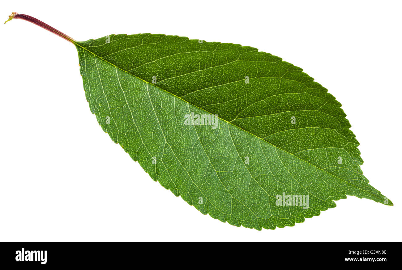 Prunus padus tree green leaf ( bird cherry, hackberry, hagberry, mayday  tree) isolated on white background Stock Photo - Alamy