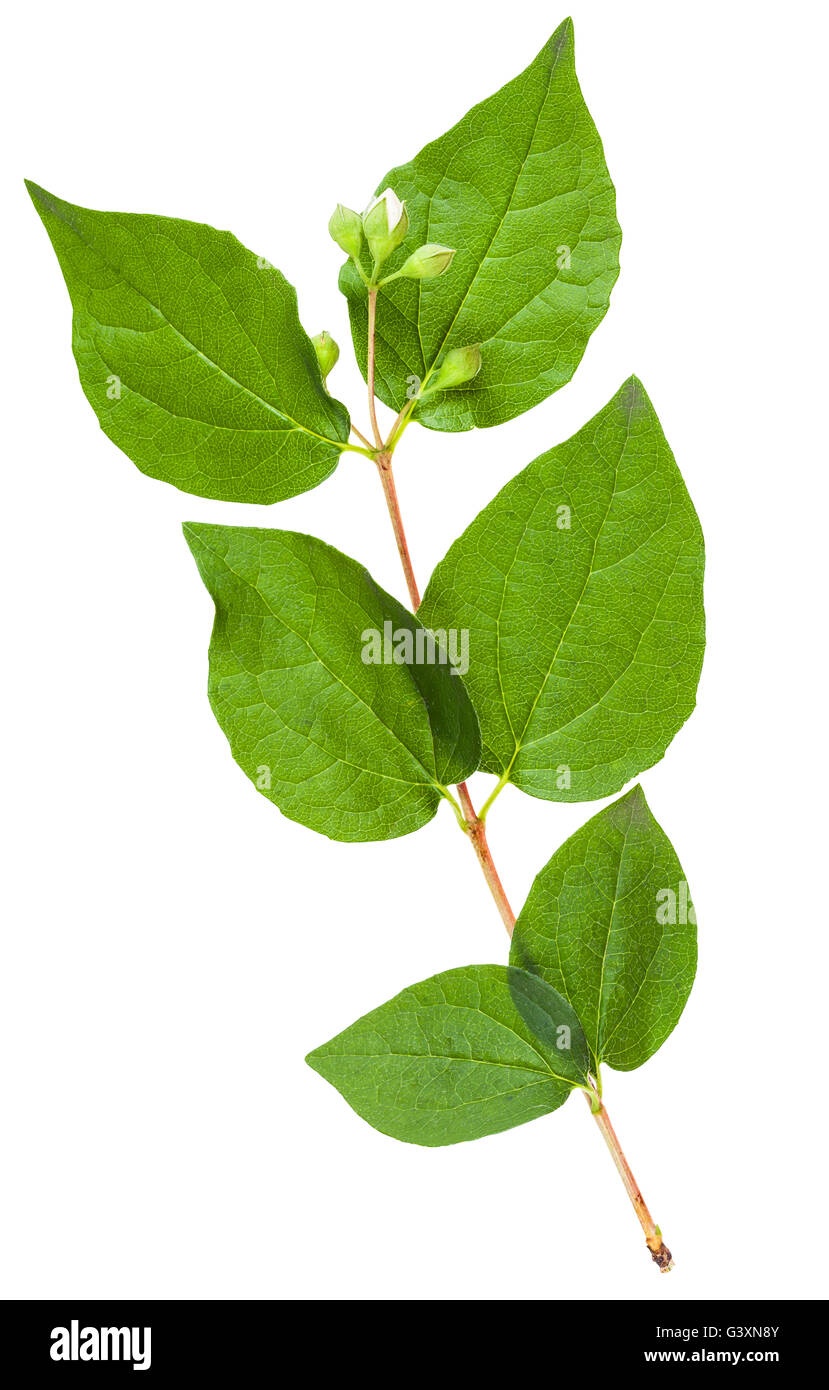 twig of Honeysuckle Shrub with green leaves and buds isolated on white