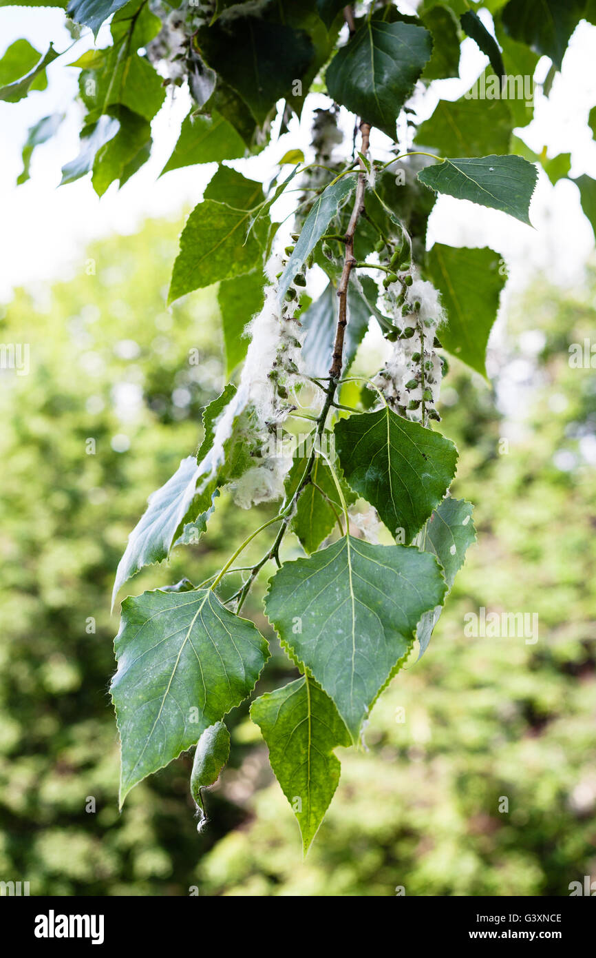 twig of poplar tree (populus nigra, black poplar) with poplar fluff on catkins - the source of the allergy Stock Photo