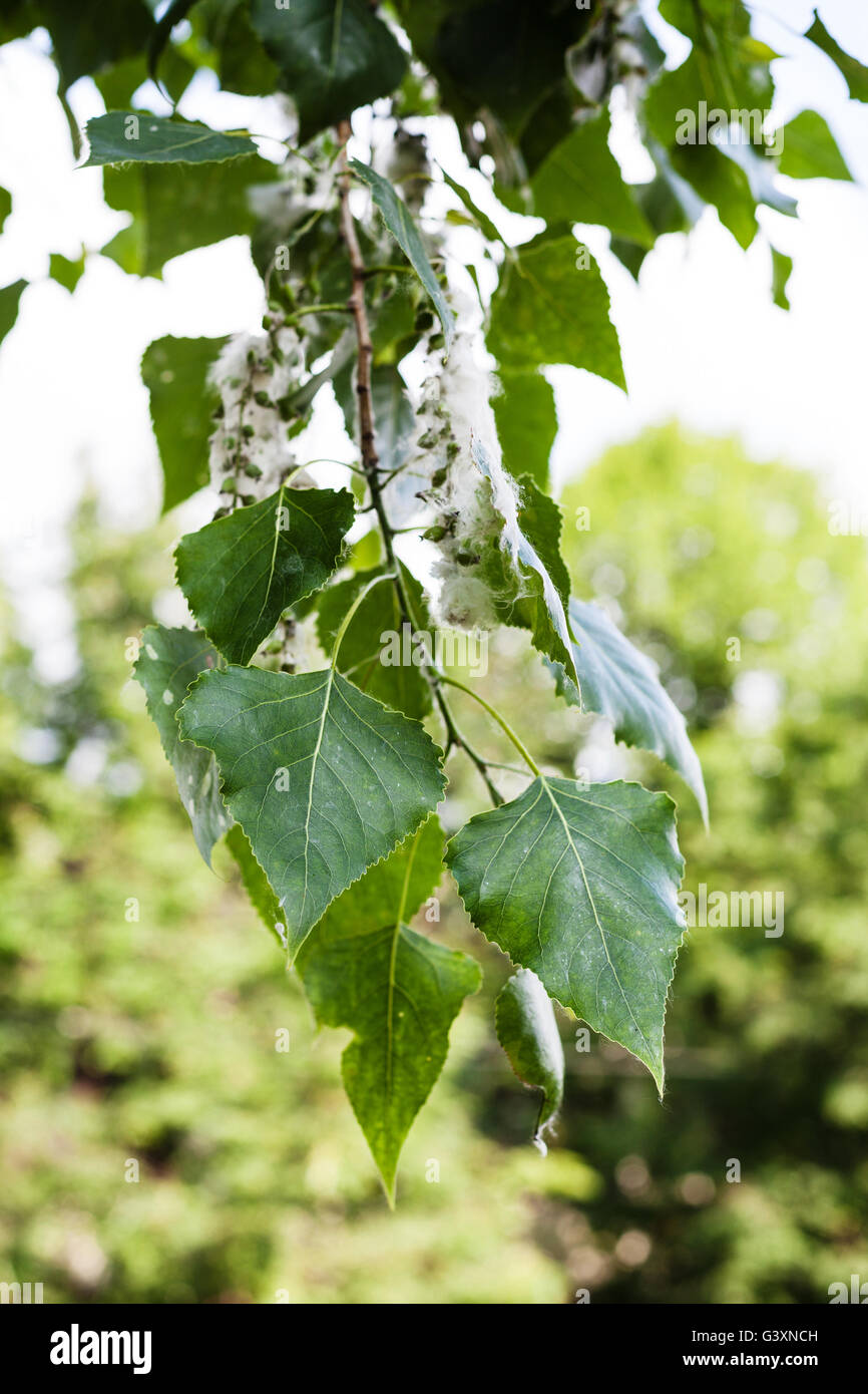 leaves of poplar tree (populus nigra, black poplar) and fluff on catkins - the source of the allergy Stock Photo