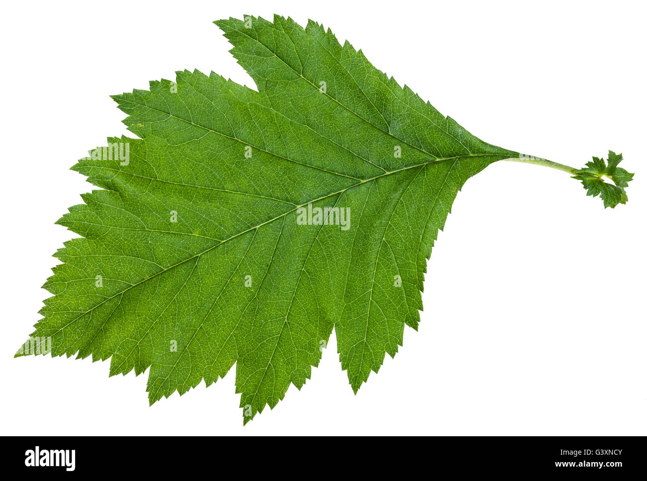 green leaf of Crataegus sanguinea (redhaw hawthorn) shrub isolated on white background Stock Photo