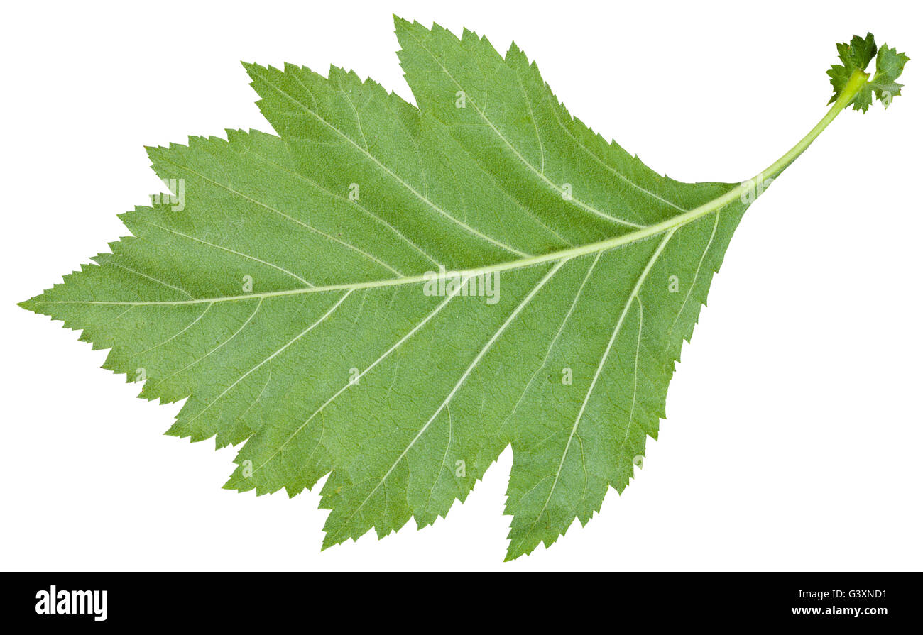 back side of green leaf of Crataegus sanguinea (redhaw hawthorn) shrub isolated on white background Stock Photo