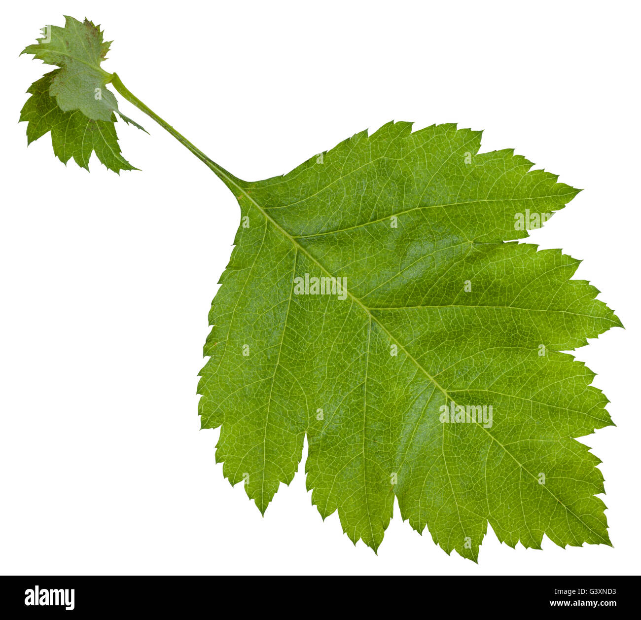 fresh leaf of Crataegus sanguinea (redhaw hawthorn) shrub isolated on white background Stock Photo