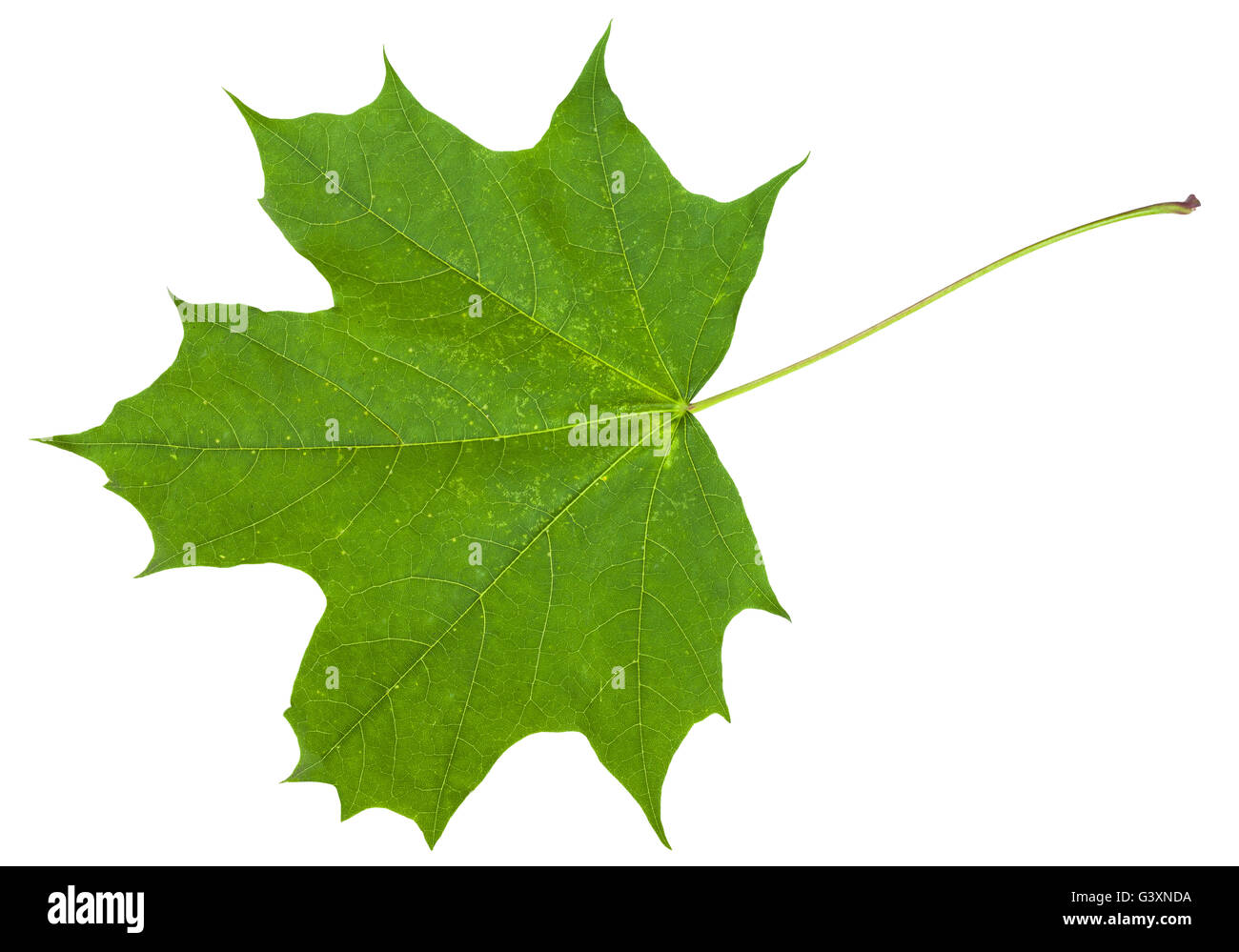 Green Leaf Of Maple Tree Acer Platanoides Norway Maple Isolated On White Background Stock Photo Alamy