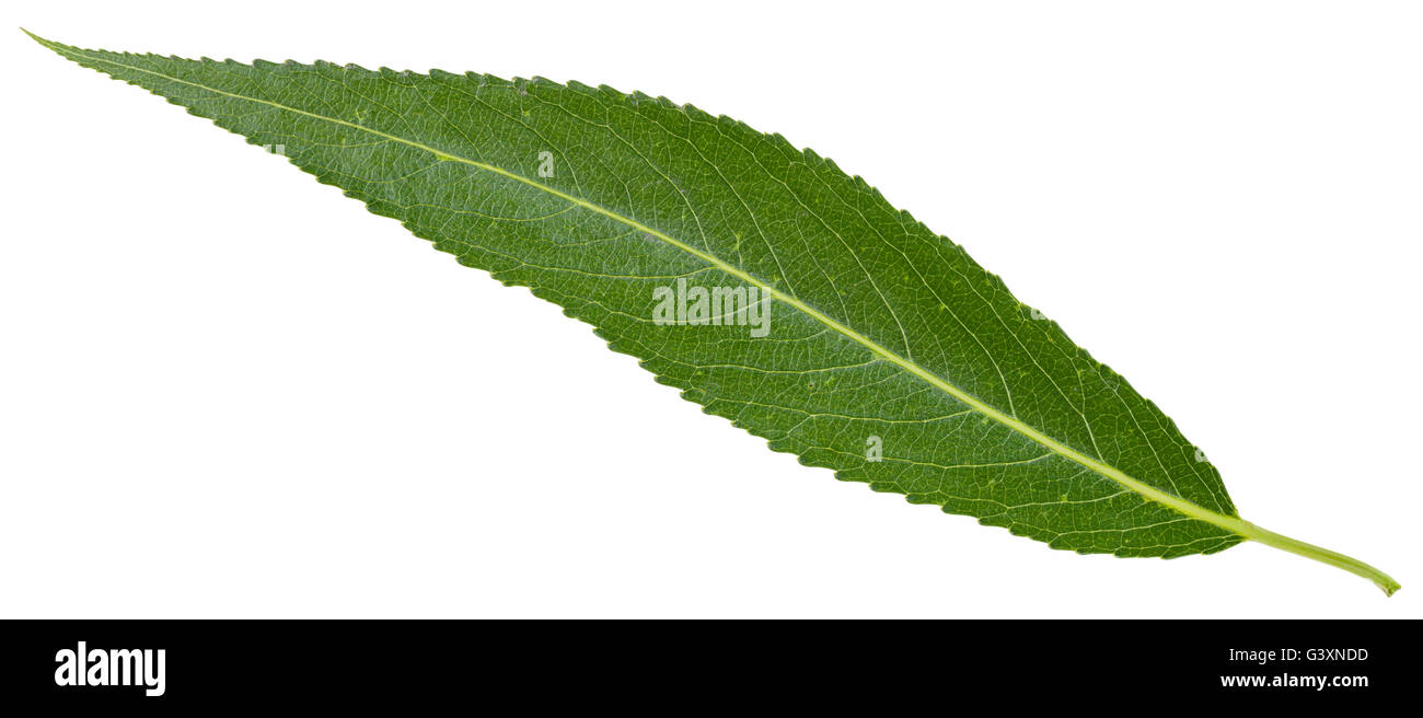 green leaf of crack willow (Salix fragilis, brittle willow) isolated on ...