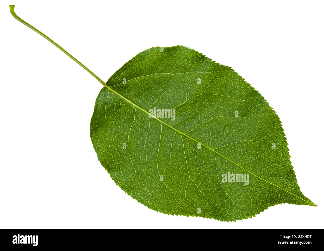 green leaf cherry tree (Prunus cerasus) isolated on white background Stock Photo