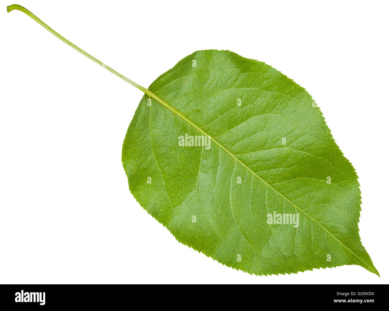 back side of green leaf cherry tree (Prunus cerasus) isolated on white background Stock Photo