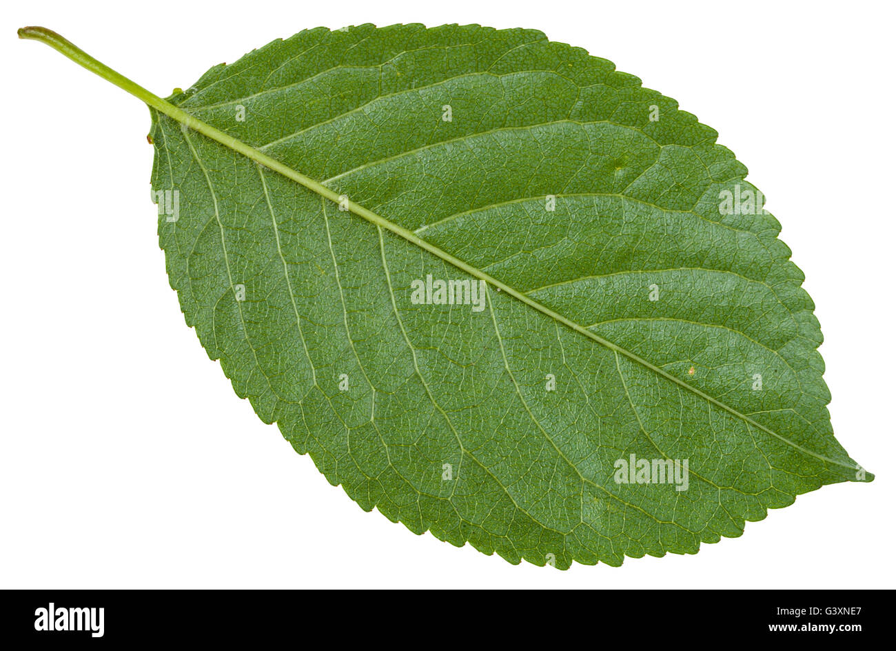 back side of green leaf of wild cherry tree (Prunus cerasus) isolated on white background Stock Photo
