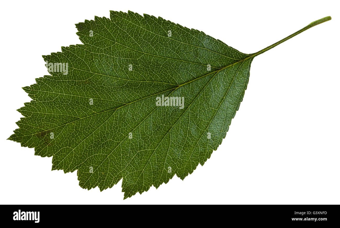 green leaf of Crataegus mollis (Downy Hawthorn , Red Hawthorn) shrub isolated on white background Stock Photo