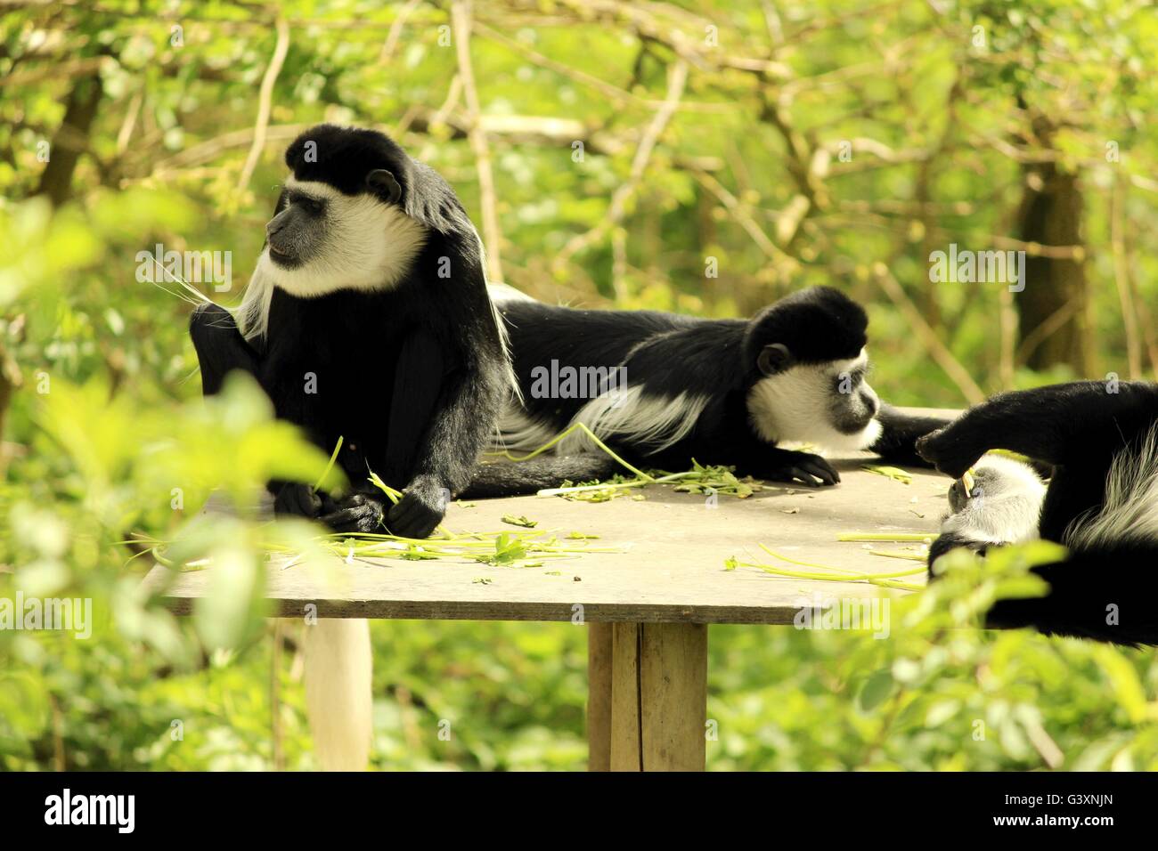 black & white monkey family hanging out Stock Photo