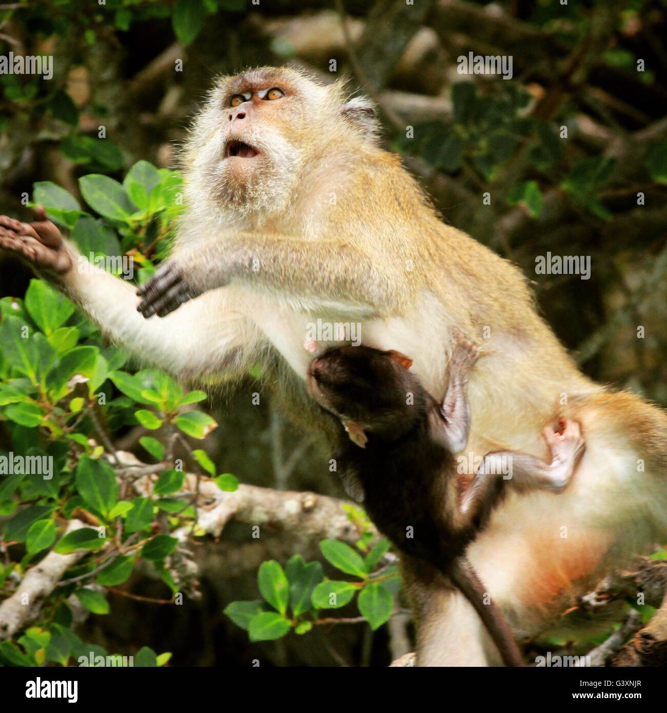 Thai monkey leaping for food with baby attached Stock Photo