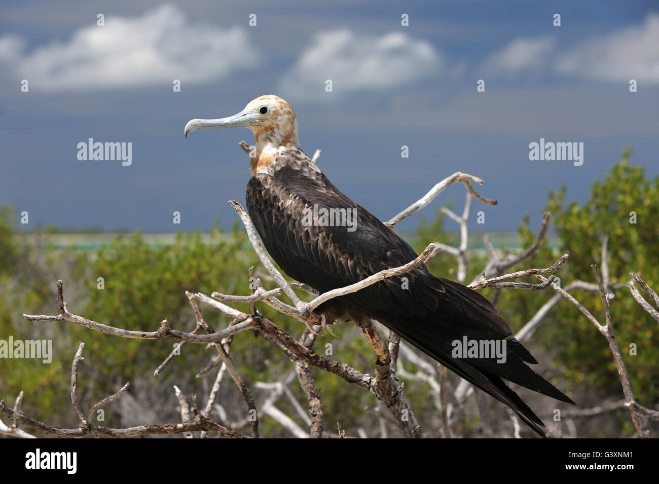 Juvenile frigatebird, Christmas Island, Kiribati Stock Photo