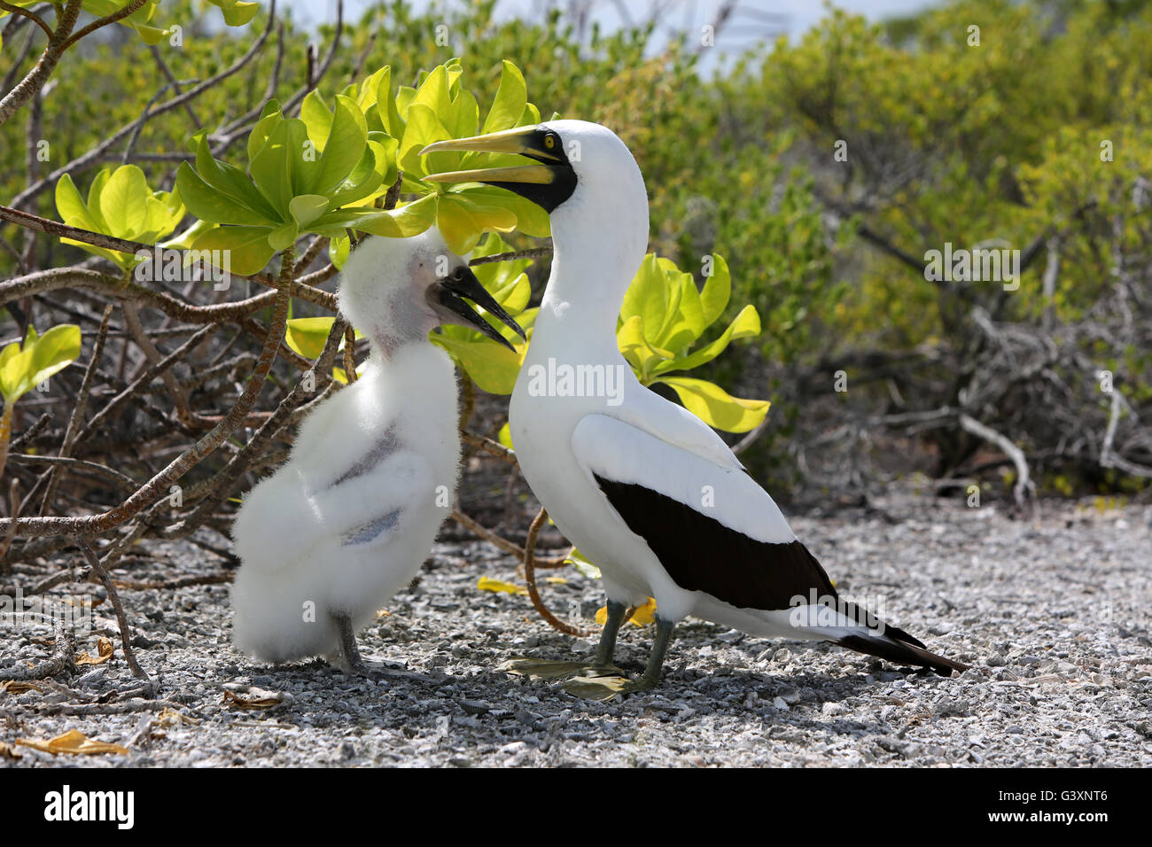 Masked Booby bird with a chick, Christmas Island, Kiribati Stock Photo