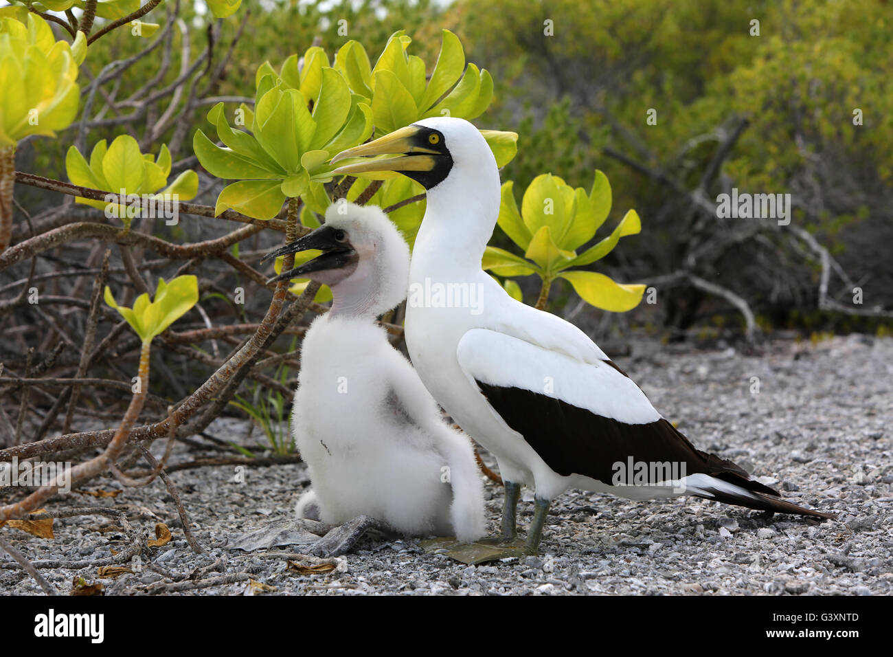 Masked Booby bird with a chick, Christmas Island, Kiribati Stock Photo