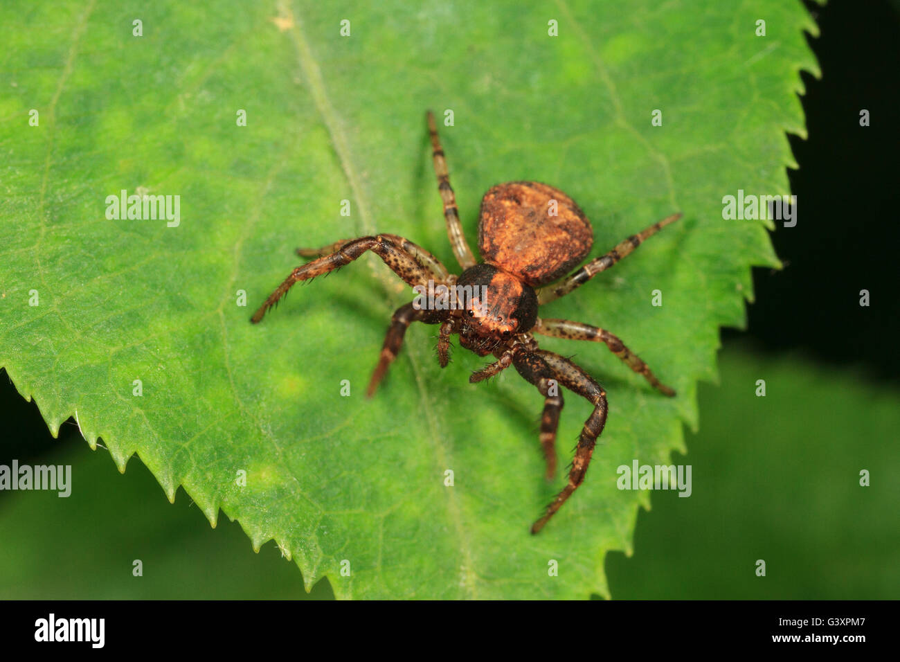 Ground crab spider (Xysticus sp.) on leaf. Stock Photo