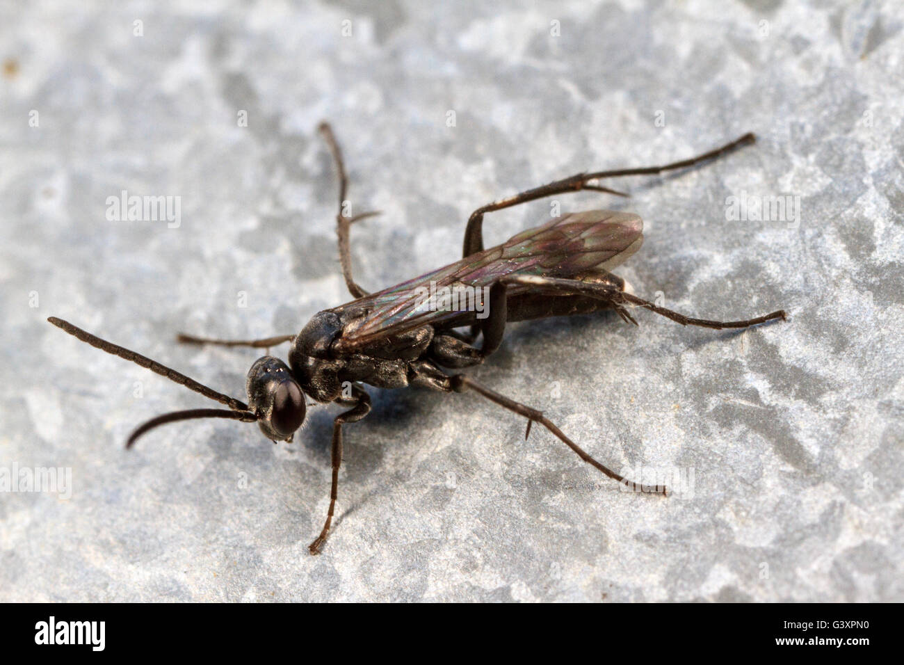 Spider Wasp (Pompilidae sp.) resting on metal Stock Photo
