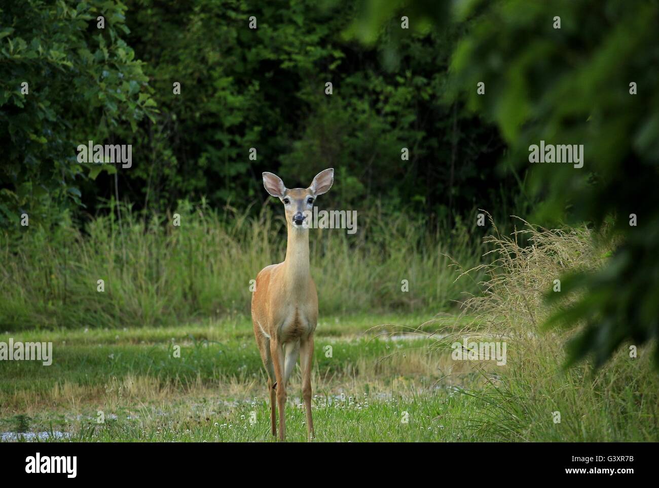 Whitetail deer looking straight at the photographer Stock Photo