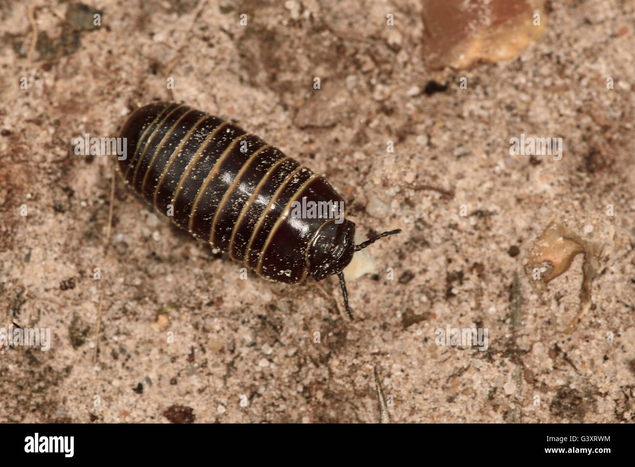 Pill Millipede (Glomeris marginata) on sandy soil. Stock Photo