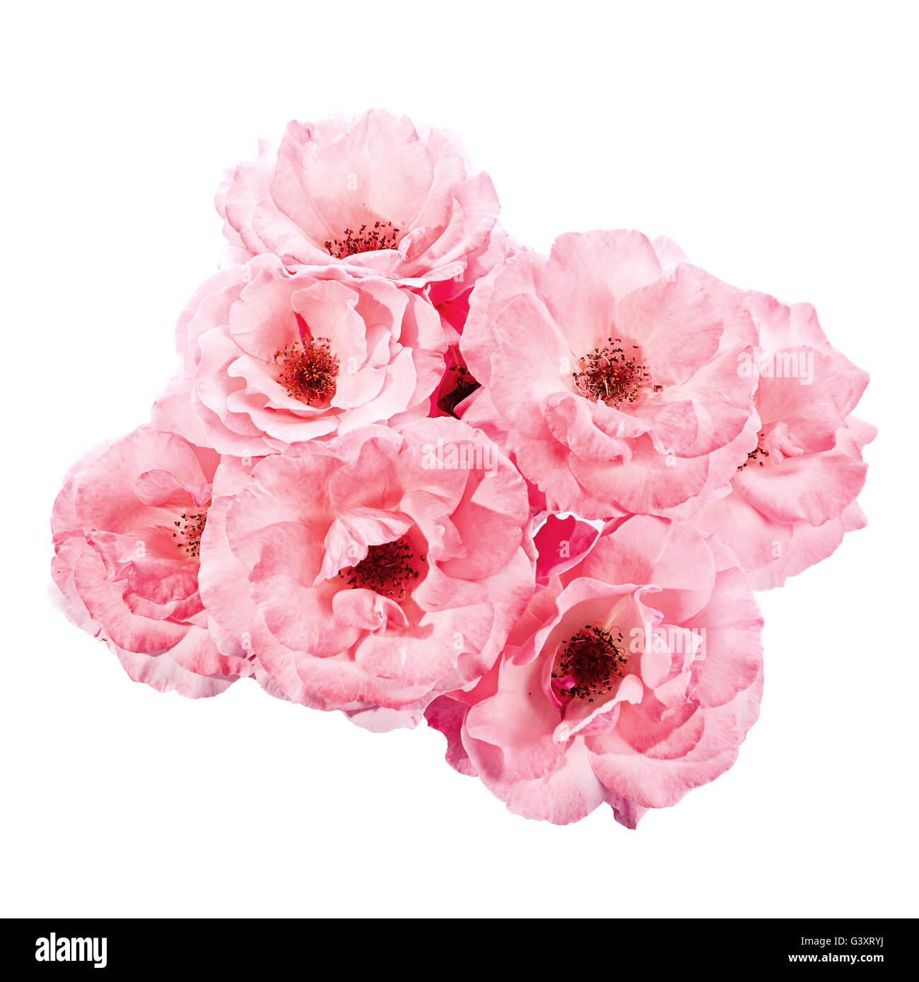 Pink rose closeup isolated on white background Stock Photo - Alamy