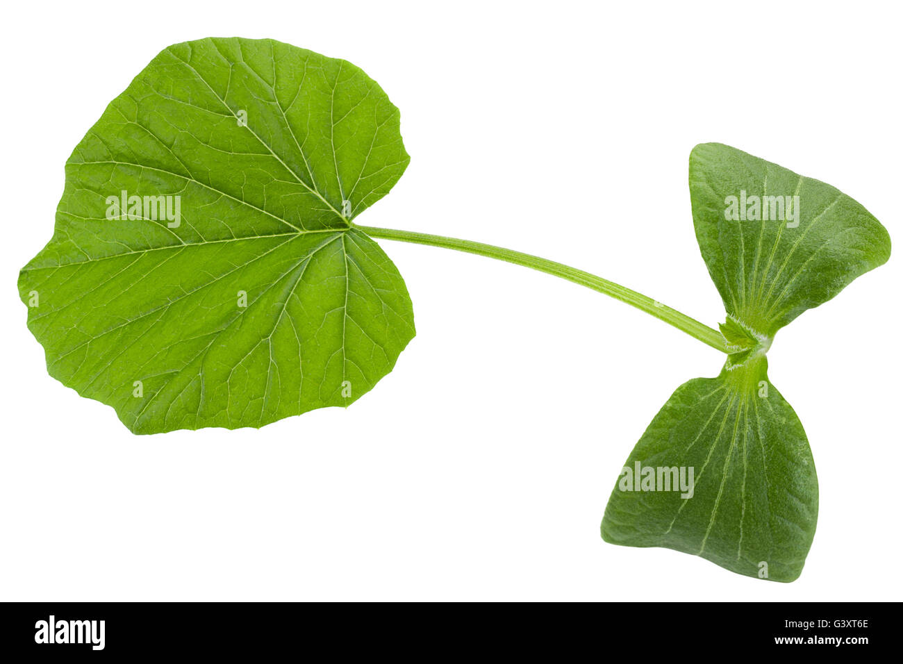 Pumpkin young sprout isolated on white background Stock Photo - Alamy
