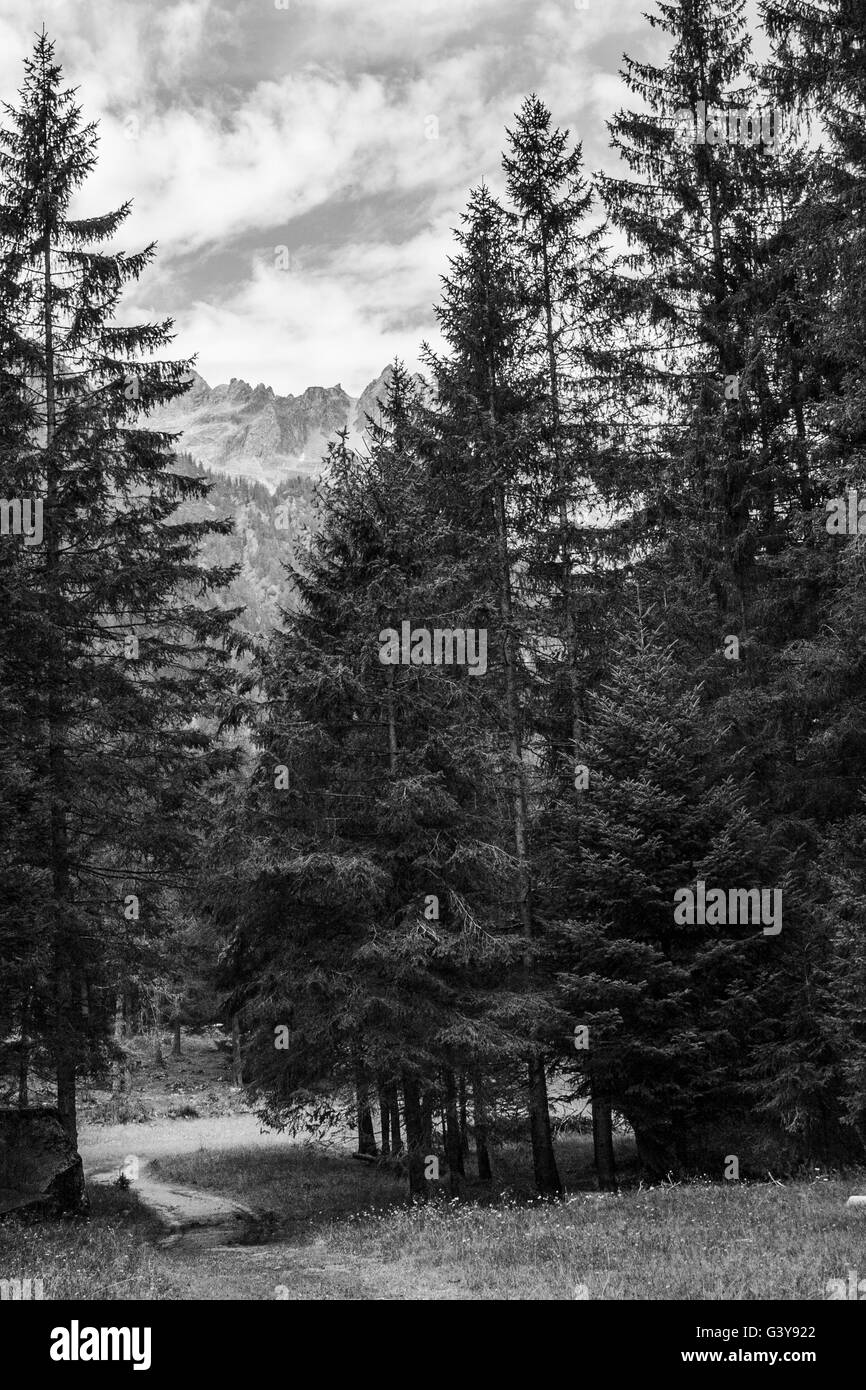 Pathway in forest mountains Black and White Stock Photos & Images - Alamy