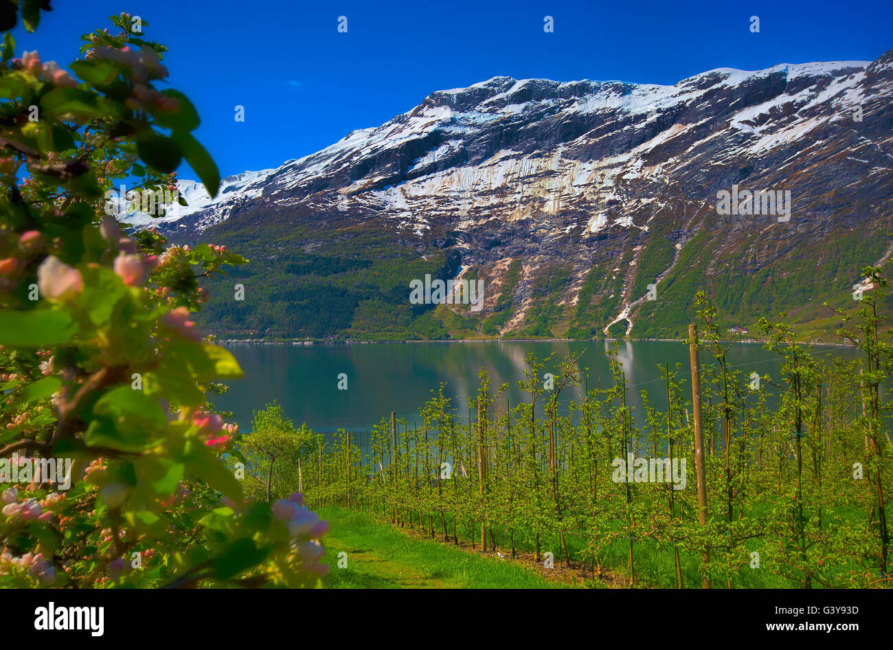 Hardangerfjord in Norway Stock Photo - Alamy