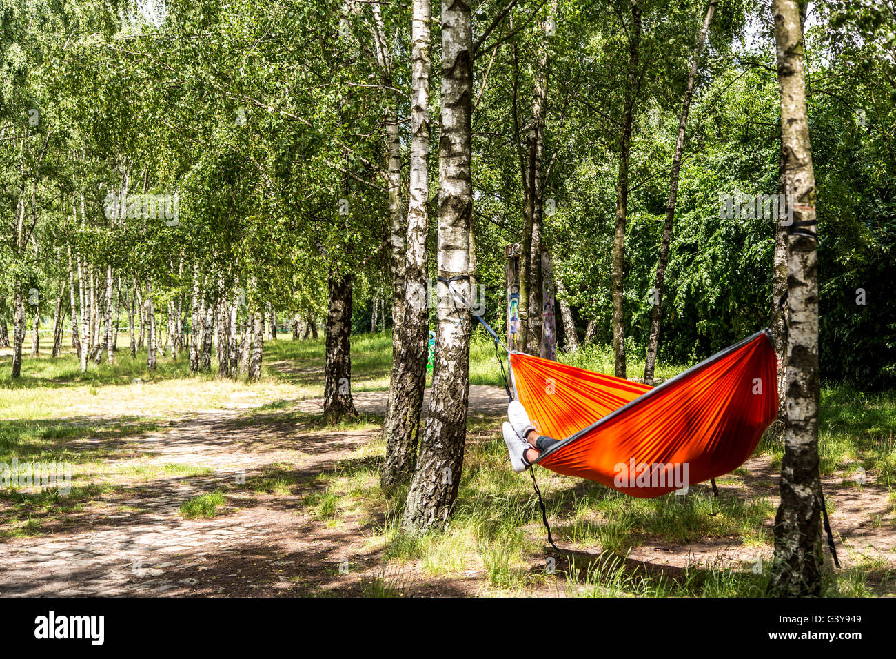 A red hammock is hanging between birch trees in a small forest, Stock Photo