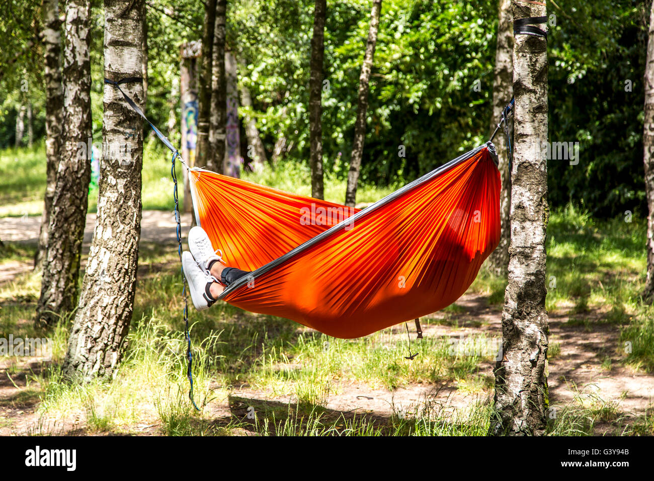 A red hammock is hanging between birch trees in a small forest, Stock Photo