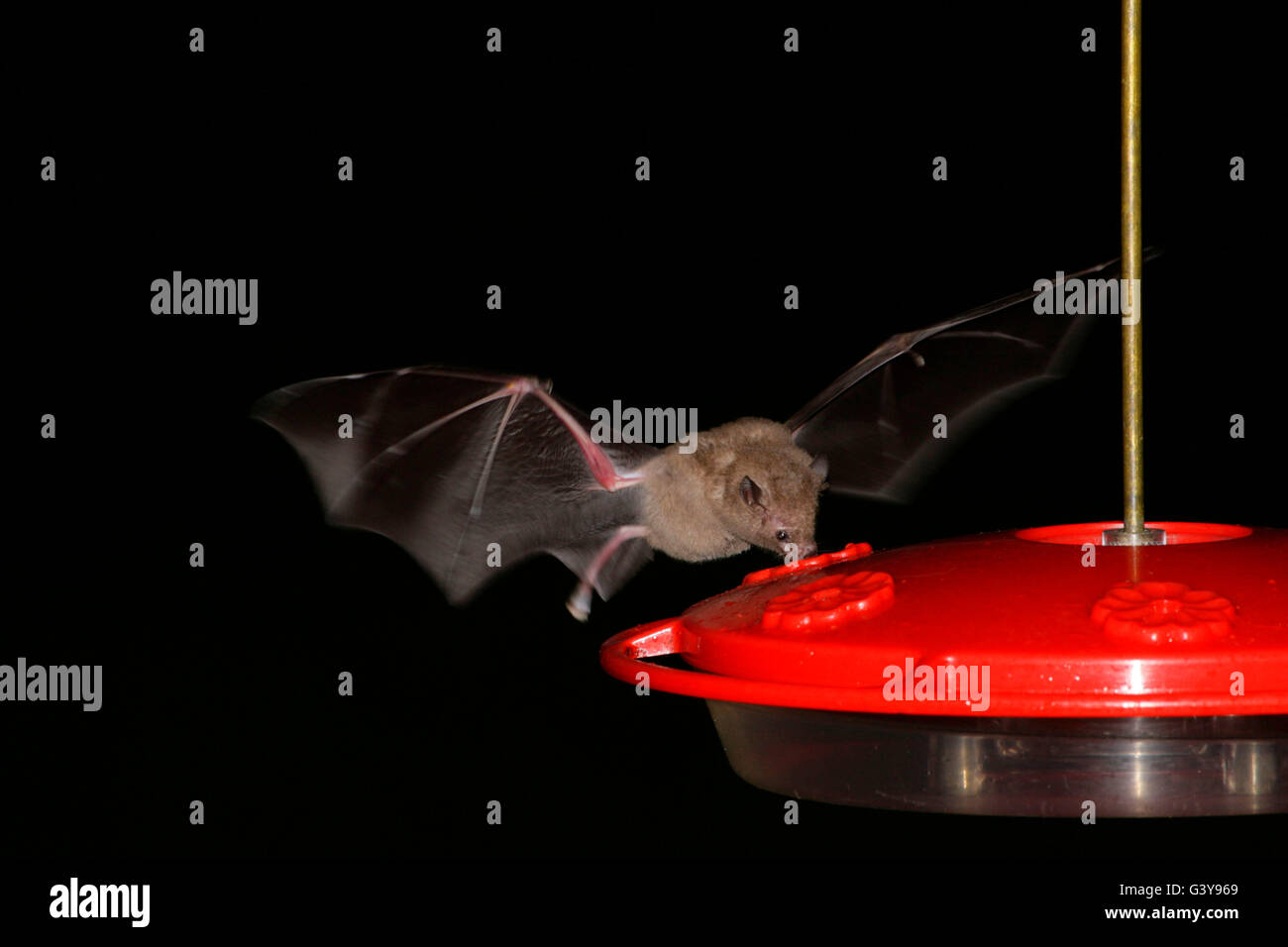 Common Long-tongued Bat, Glossophaga soricina, single adult feeding from hummingbird feeder at night. Atlantic Rainforest Brazil Stock Photo