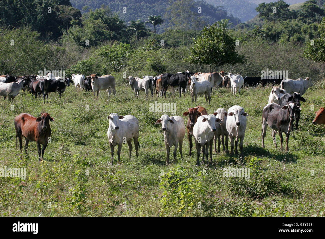 Cattle farming rainforest hires stock photography and images Alamy