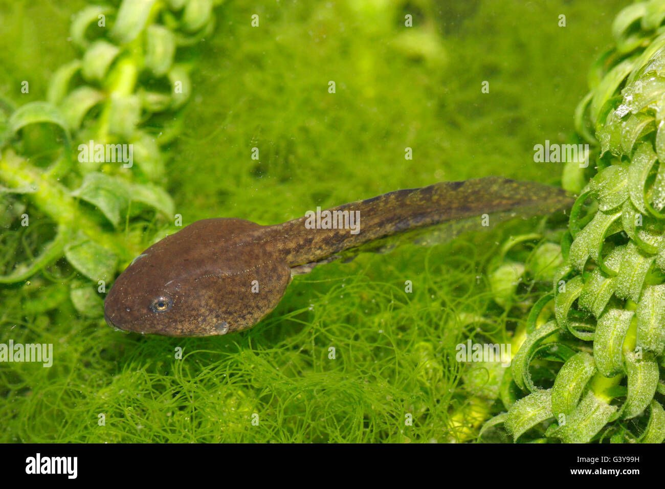 Common Frog, Rana temporaria, single tadpole feeding on weed in garden