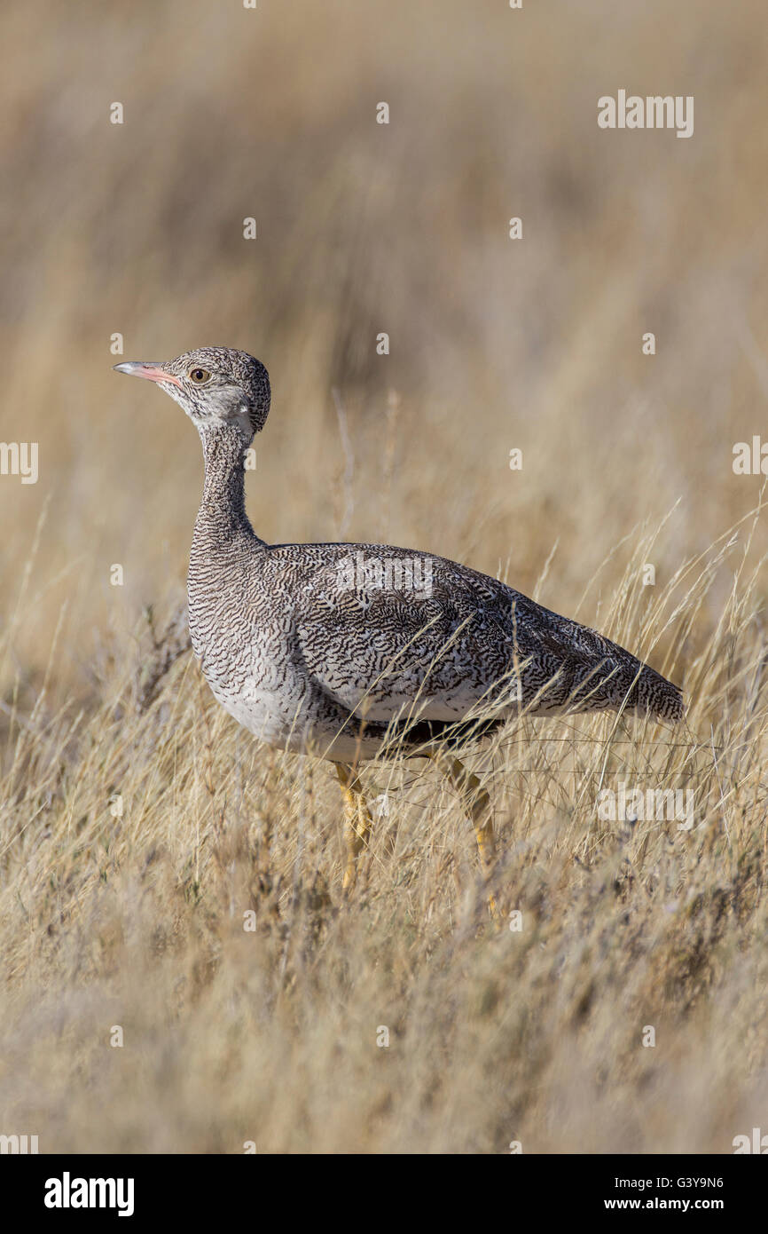 Black korhaan (Eupodotis afra), Etosha National Park, Namibia, Africa ...