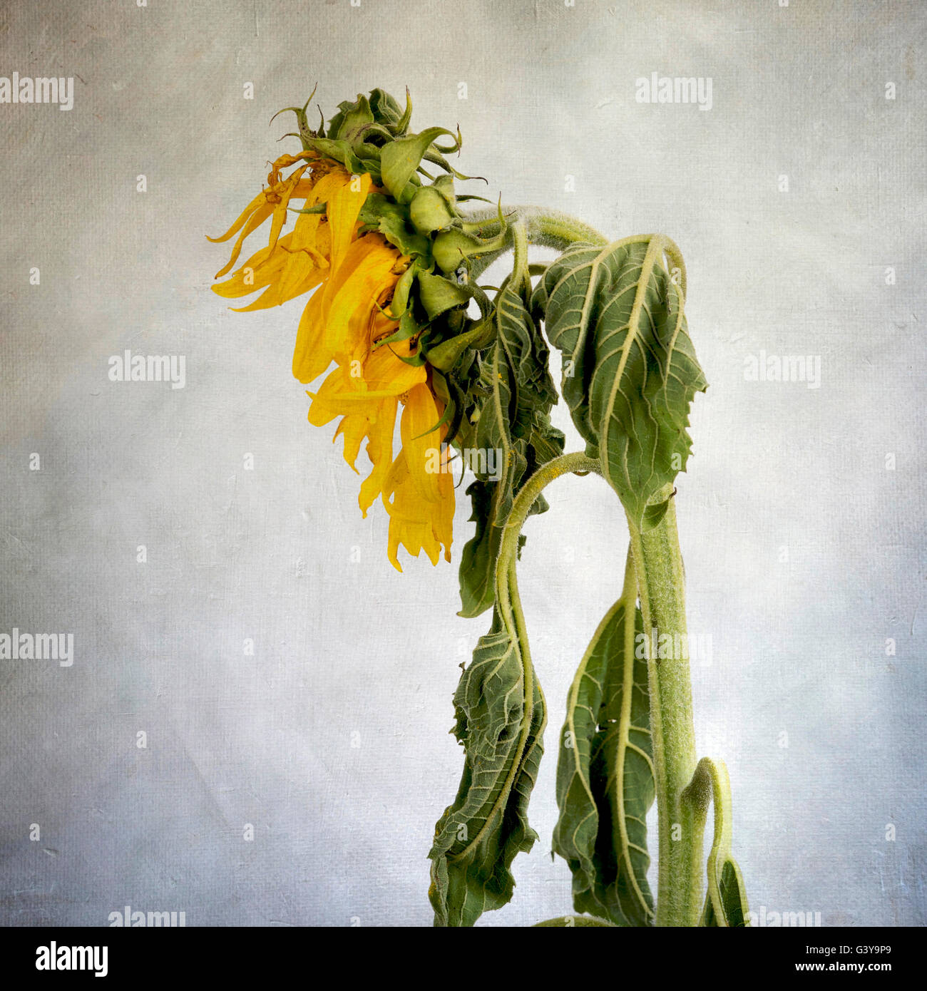 Withered sunflower, vintage-look Stock Photo