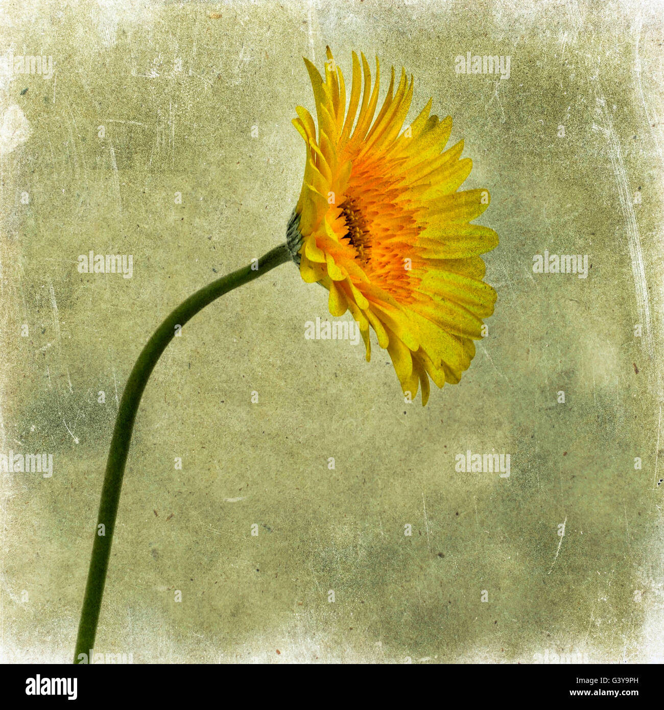 Yellow gerbera flower, vintage-look Stock Photo