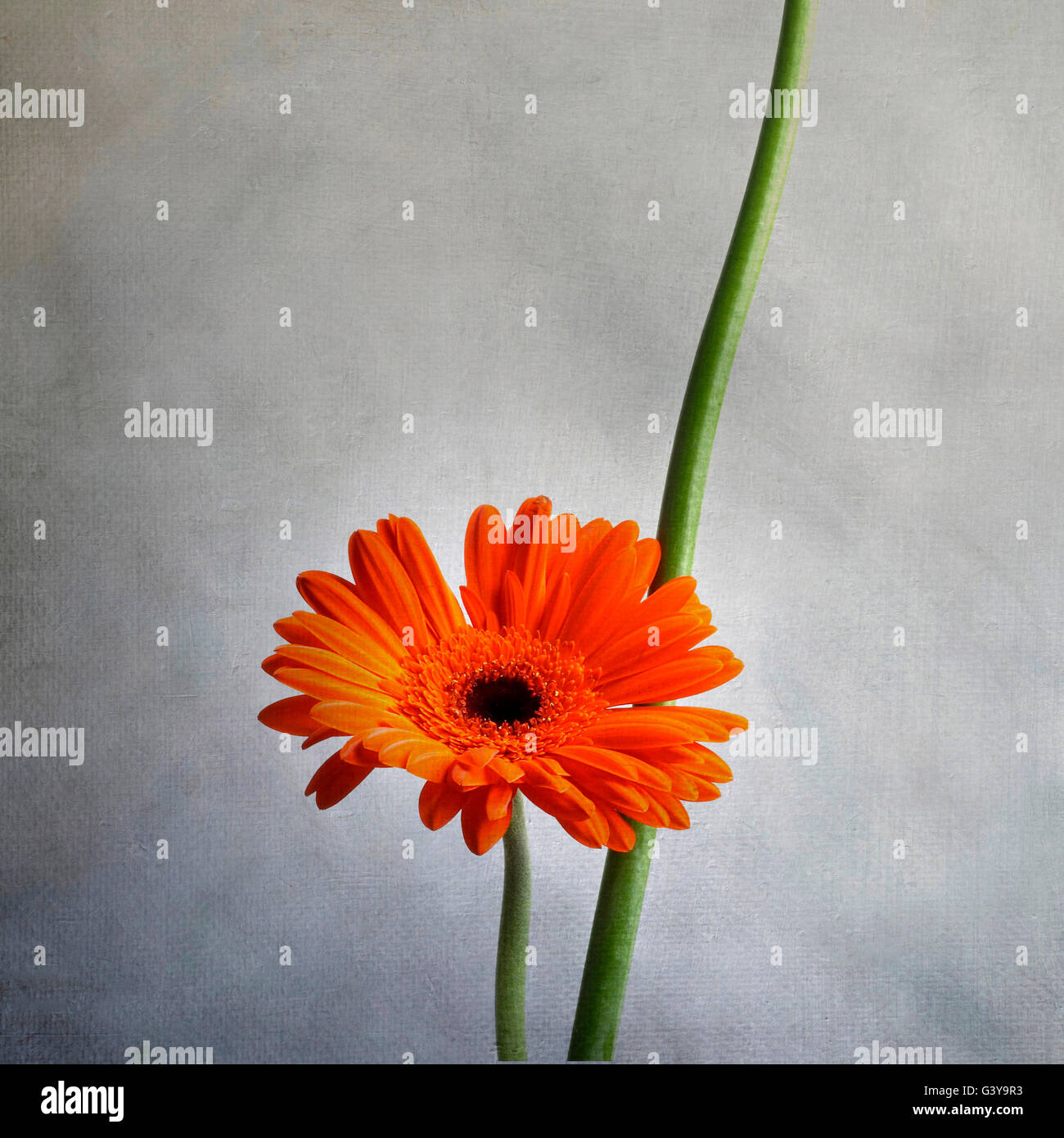 Orange gerbera flower, vintage-look Stock Photo