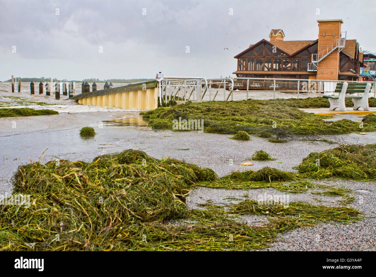 Seaweed and Debris washed ashore during Tropical Storm Colin as is passed through Cedar Key Florida Stock Photo