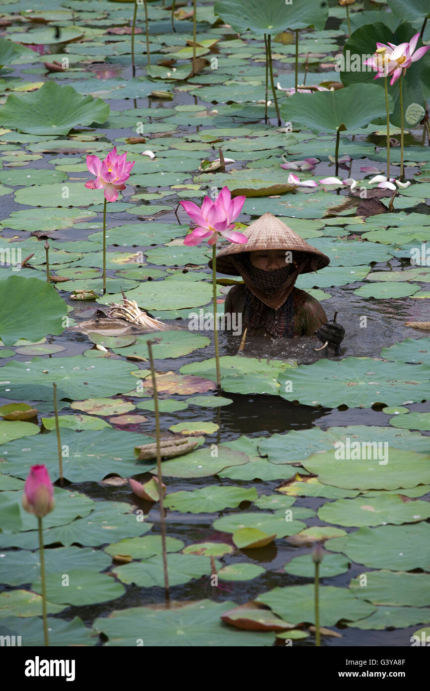 Woman in a lotus pond, lotus flowers (Nelumbo sp), Mekong Delta, South Vietnam, Vietnam, Southeast Asia Stock Photo