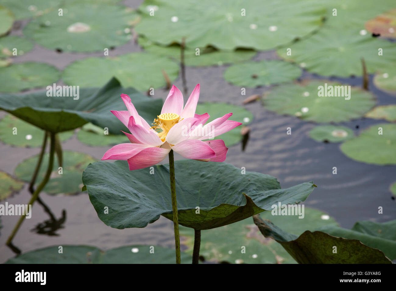 Lotus flower (Nelumbo sp.), in a pond in a Mekong Delta, South Vietnam, Vietnam, Southeast Asia Stock Photo