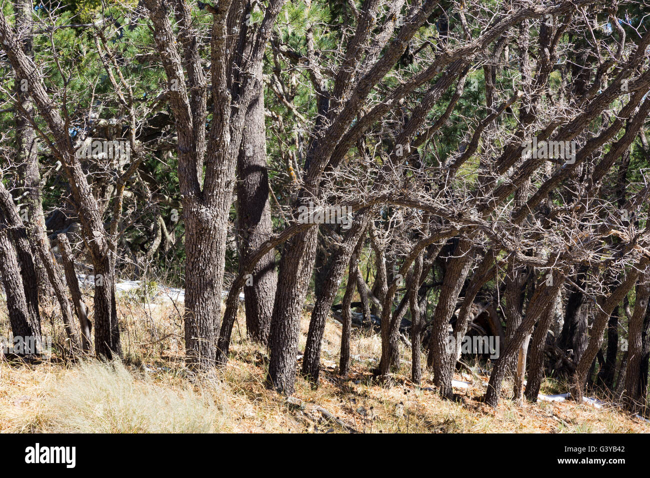 Scrub oak hires stock photography and images Alamy